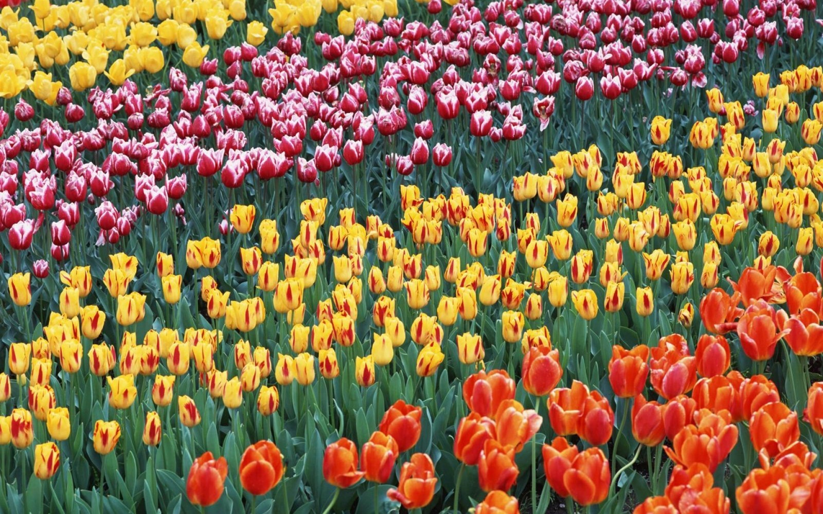 Há muitas tulipas de cores diferentes em um campo (planta com flores, planta, pétala, primavera, jardim botânico)