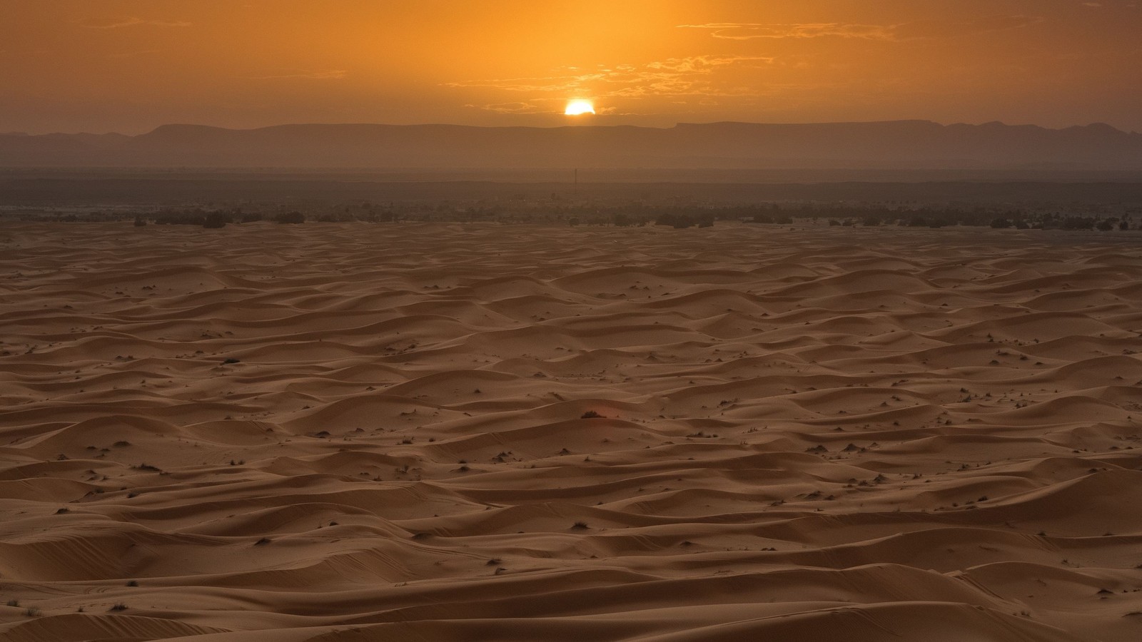 Jirafas árabes en el desierto al atardecer con vista al desierto (desierto, horizonte, arena, paisaje, forma de relieve eólica)