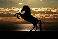 stallion, horse, mustang horse, silhouette, mane