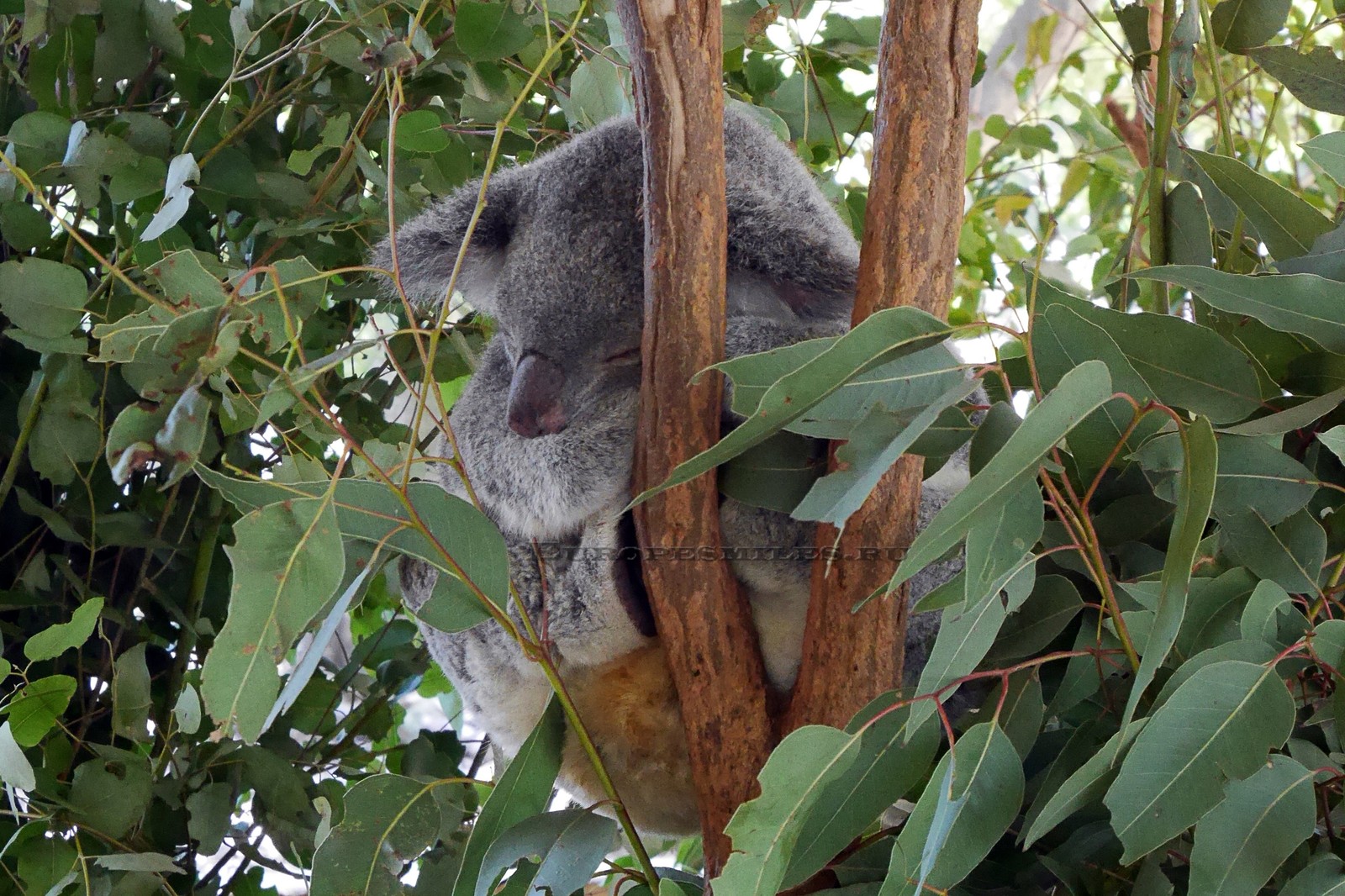 Un koala est assis dans un arbre (koala, feuille, marsupial, arbre, faune)