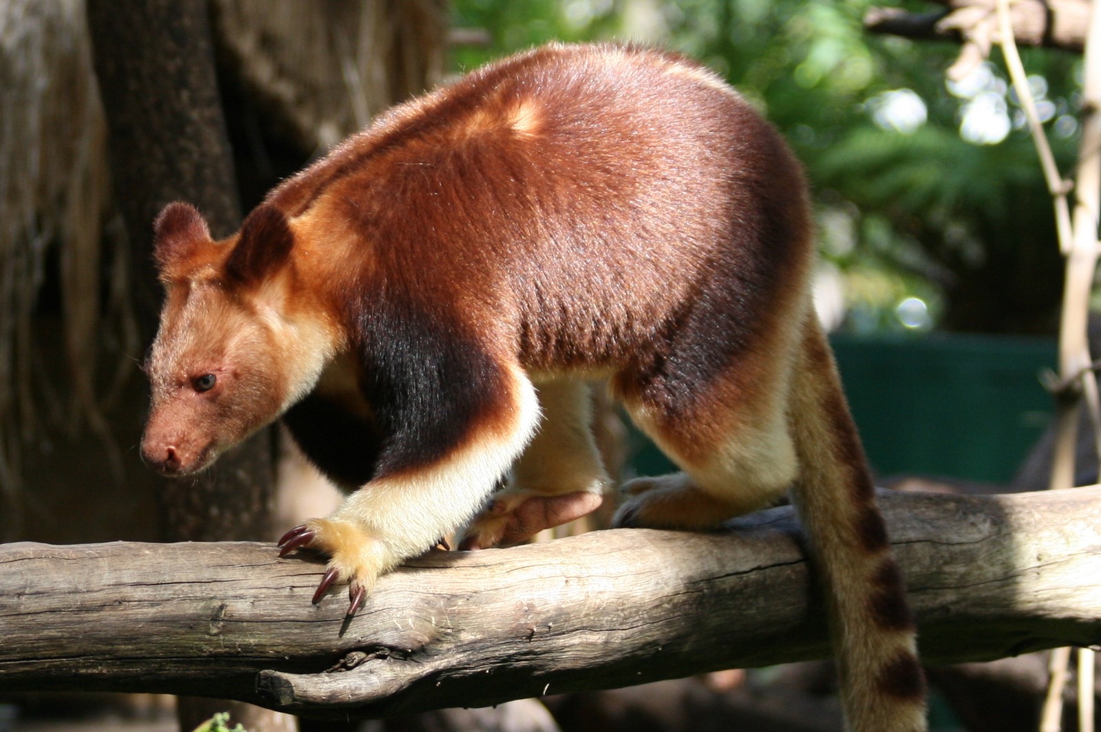 Uma girafa em pé em um tronco em uma cela do zoológico (canguru, animal terrestre, marsupial, fauna, focinho)