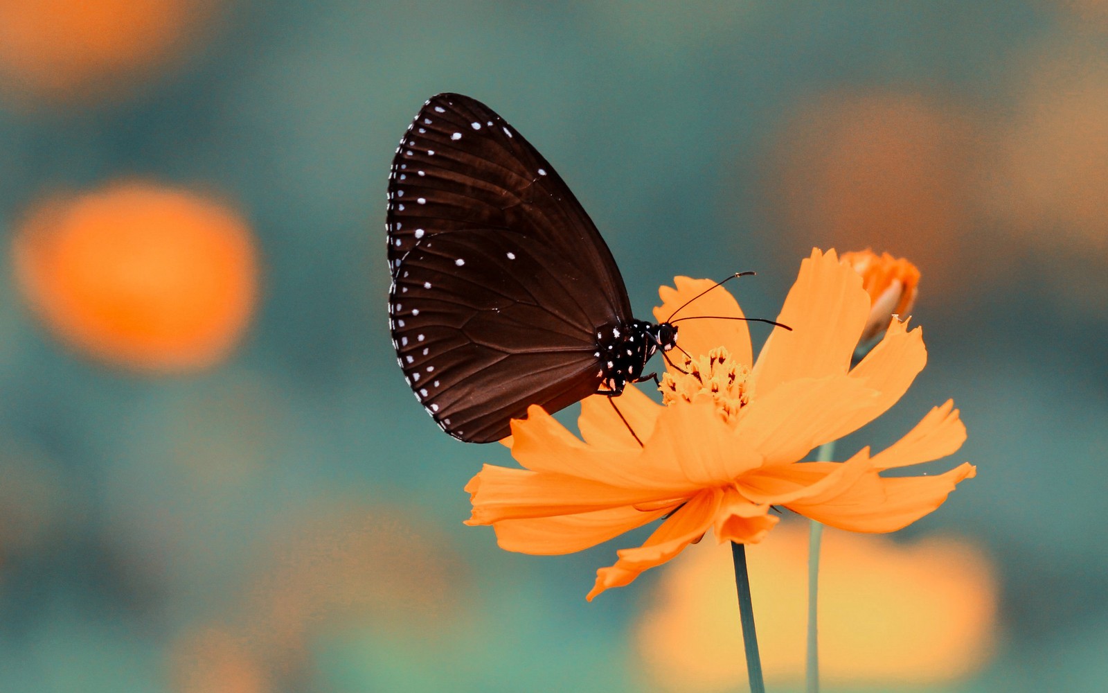 Un papillon est assis sur une fleur (insecte, fleur, papillon, papillons de nuit et papillons, lycénidé)