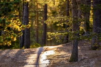 Caminho ensolarado através de uma floresta serena