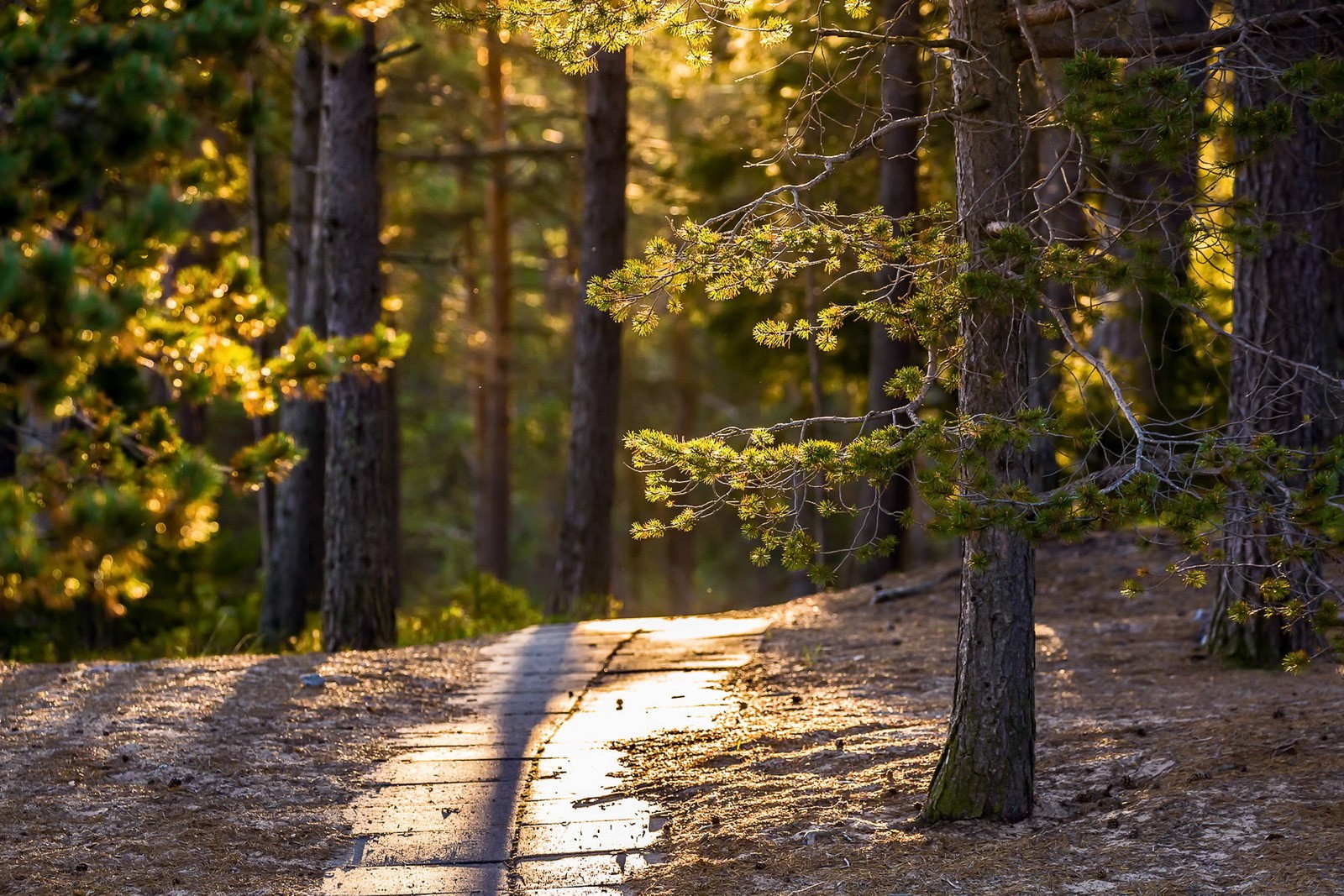 Descargar fondo de pantalla naturaleza, árbol, bosque, luz solar, desierto