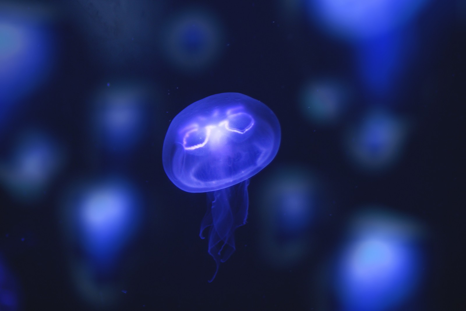 Medusas árabes flotando en la oscuridad con luces azules (azul, medusa, cnidarios, azul eléctrico, invertebrados marinos)