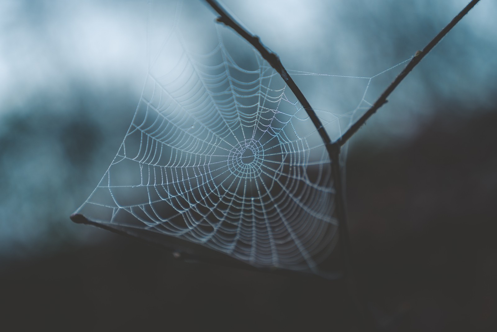 spider web, water, morning, branch, leaf Download Wallpaper