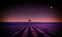 lavender fields, solitude tree, crescent moon, stars, night sky wallpaper