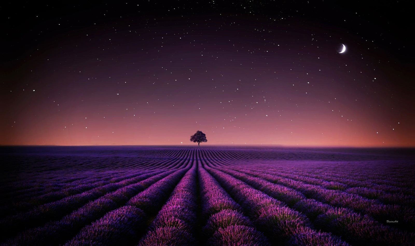 Descargar fondo de pantalla campos de lavanda, árbol de la soledad, luna creciente, estrellas, cielo nocturno