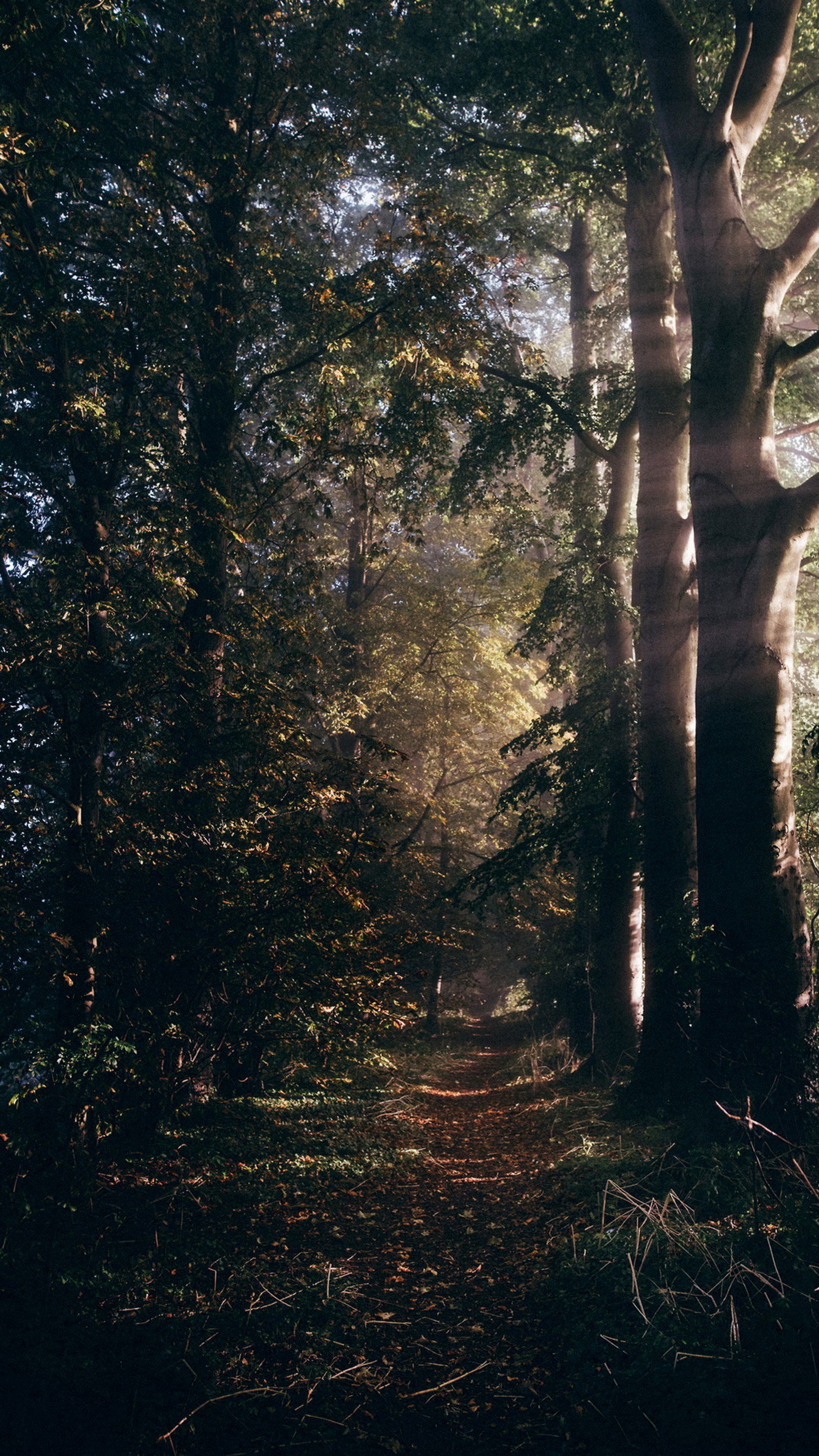 Há um caminho na floresta com uma árvore no meio (floresta, natureza, floresta antiga, árvore, planta)