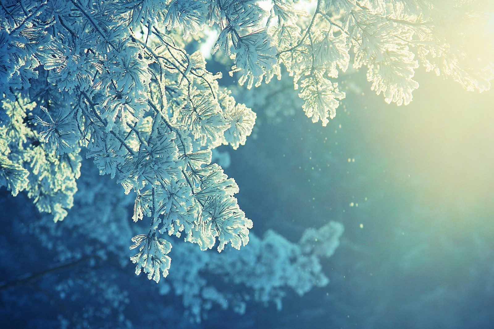 There is a snow covered tree branch with the sun shining through it (frost, nature, water, winter, freezing)