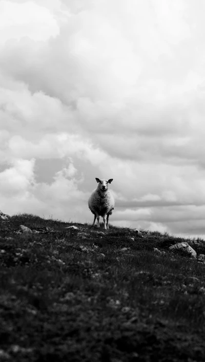 animal, por cierto, nubes, lindo, paisaje