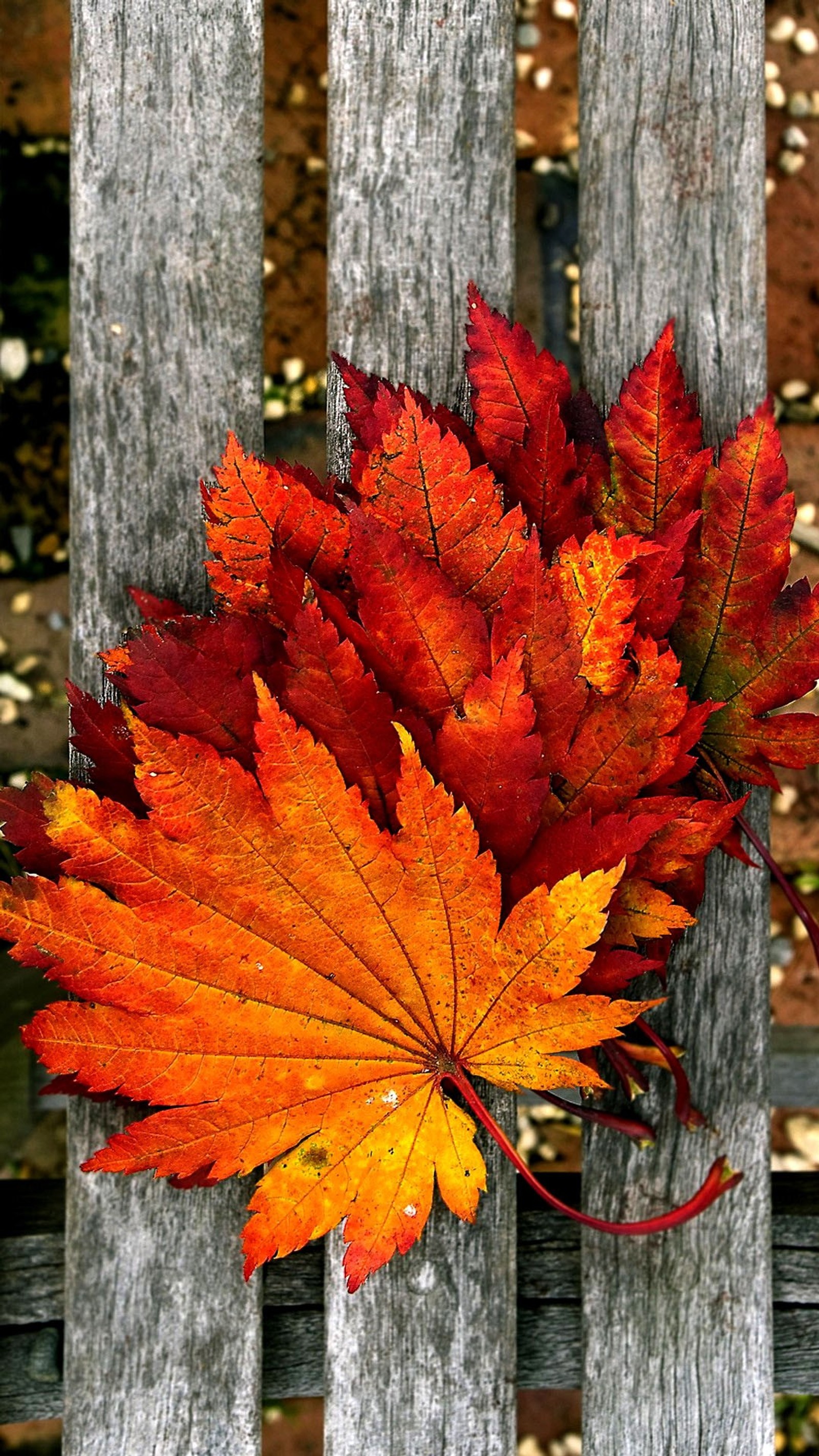 Folhas em um banco de madeira com uma folha vermelha e laranja (outono, folhas de outono, folhas, folhas vermelhas)