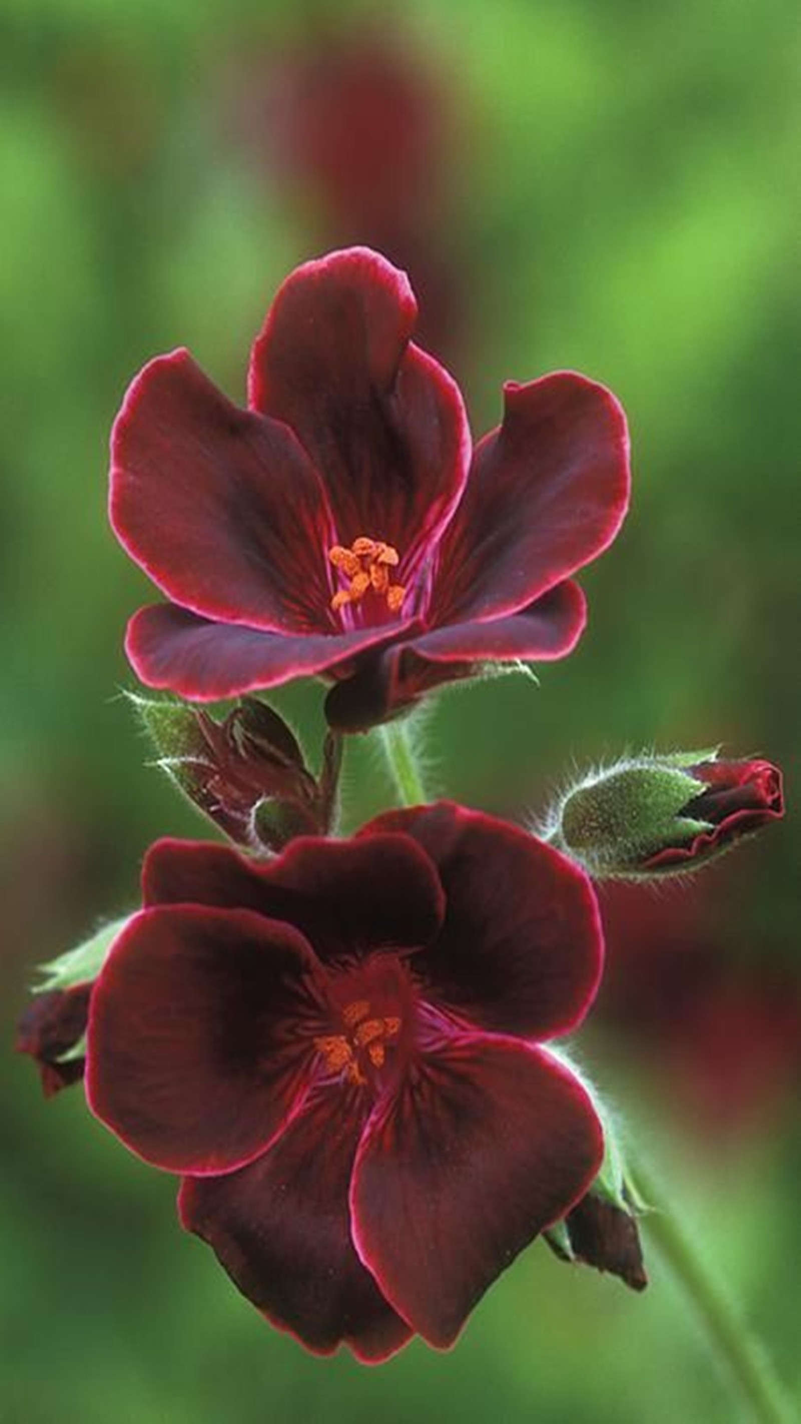 There is a close up of a red flower with green leaves (flowers, spring)