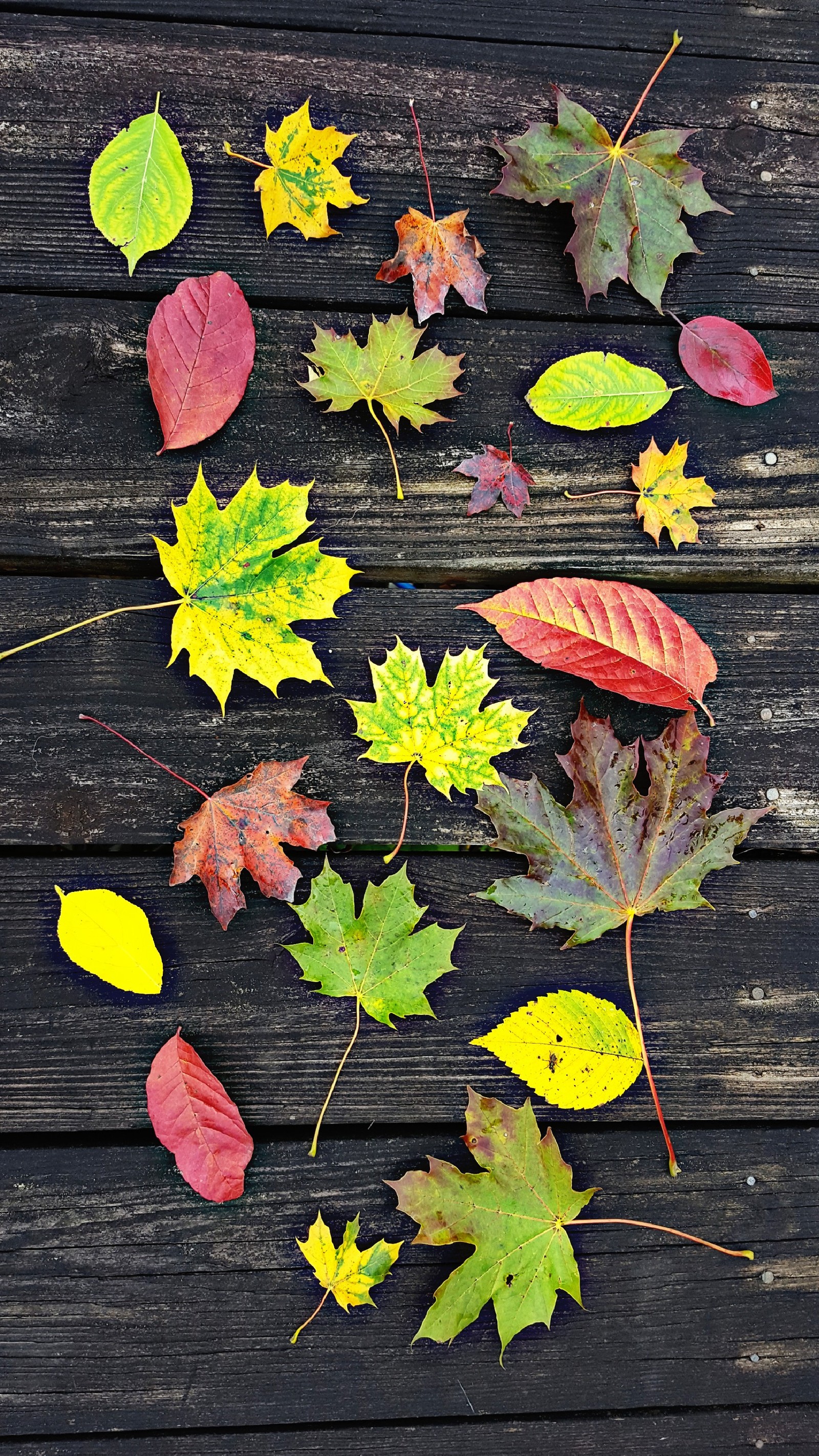 Arafed photograph of a wooden table with a bunch of leaves (fall, leaves, wallpaper)