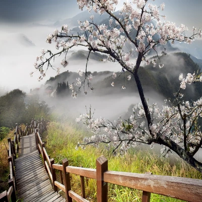 nebel, natur, bäume berge