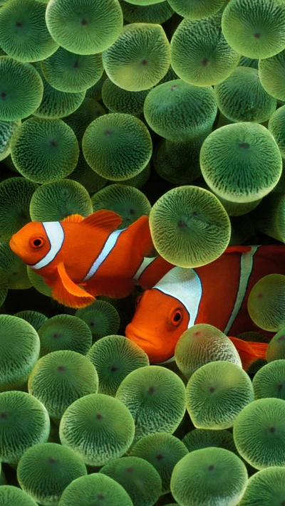 animais, aquatics, peixe palhaço, hd, nemo