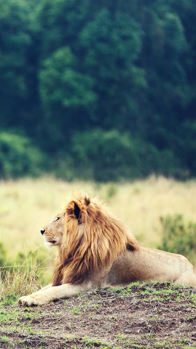 León Majestuoso: El Rey de la Selva en Serenidad