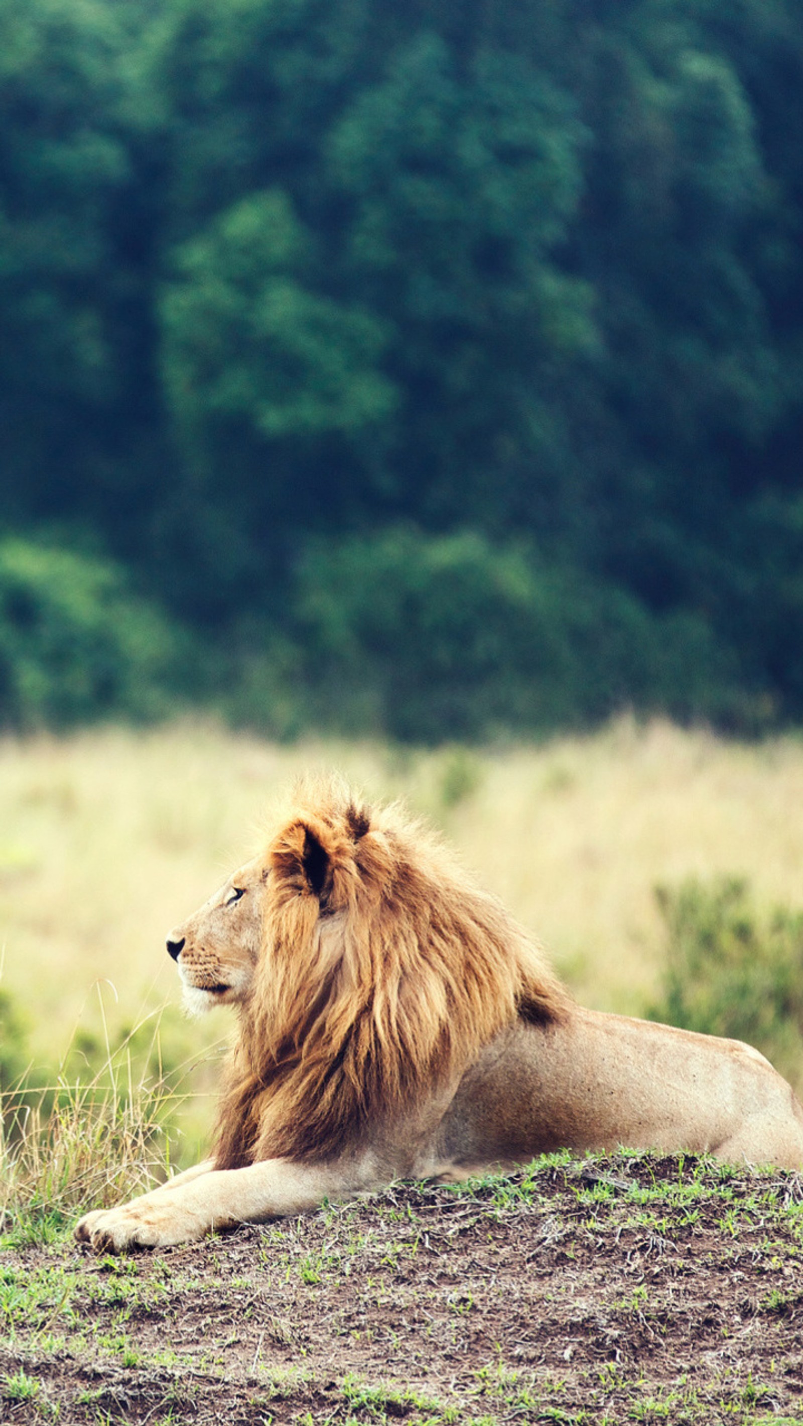 Скачать обои king of jungle, лев