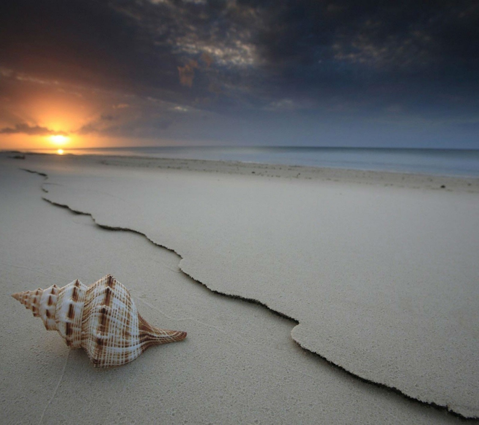 Un primer plano de una concha en una playa cerca del océano (2013, playa, noche, hd, océano)