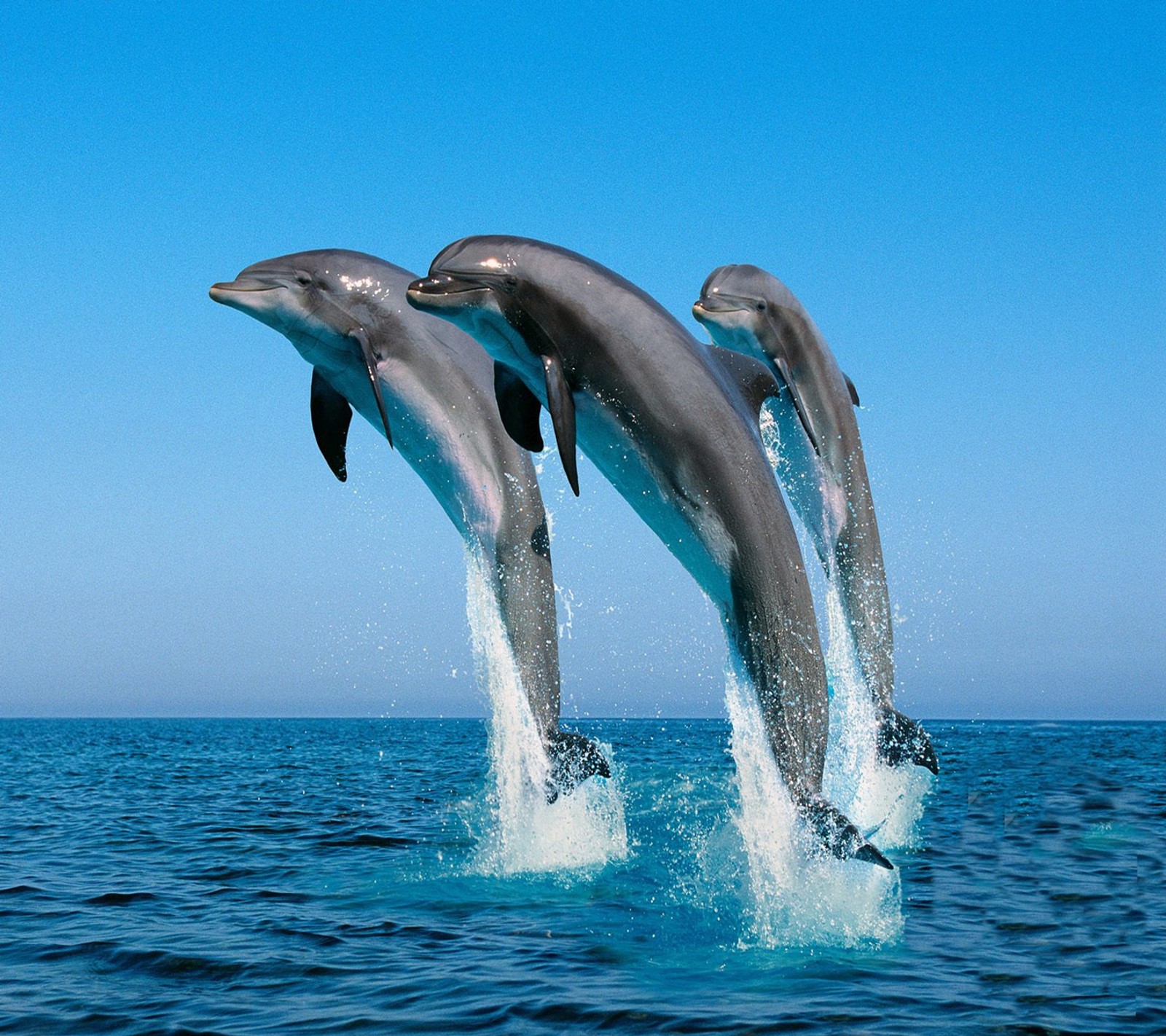 Des dauphins sautent hors de l'eau. (tehw, treh)