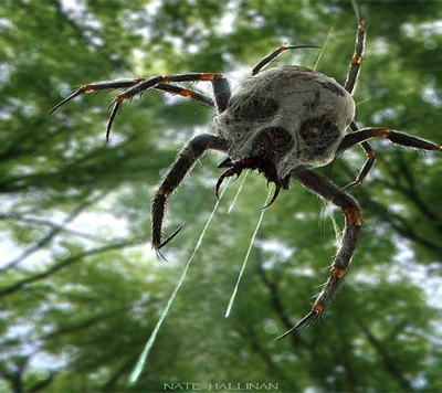 Skulltula: The Fearsome Foe from the Legend of Zelda