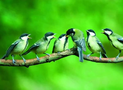 Um grupo de pequenos pássaros verdes pousou em um galho, comunicando-se entre si em meio a um vibrante fundo verde.