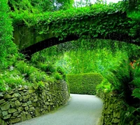 Sentier de jardin luxuriant sous un couvert de verdure