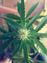 Planta de cannabis vibrante con brotes y hojas