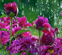 gota, gotas, flor, flores, naturaleza