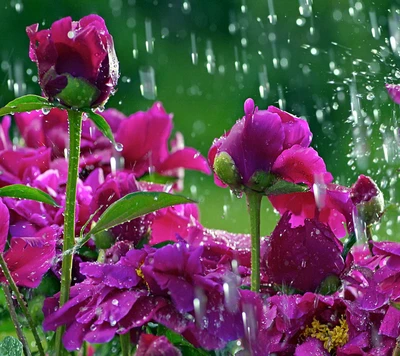 gota, gotas, flor, flores, natureza