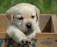 Filhote de labrador brincalhão em uma caixa de madeira