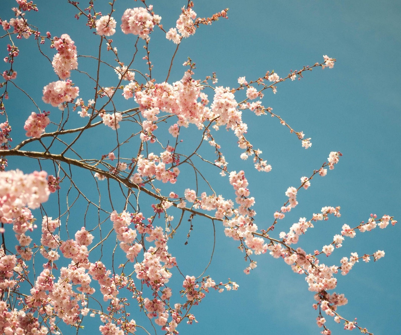 There is a bird that is sitting on a tree branch (beauty, pink)