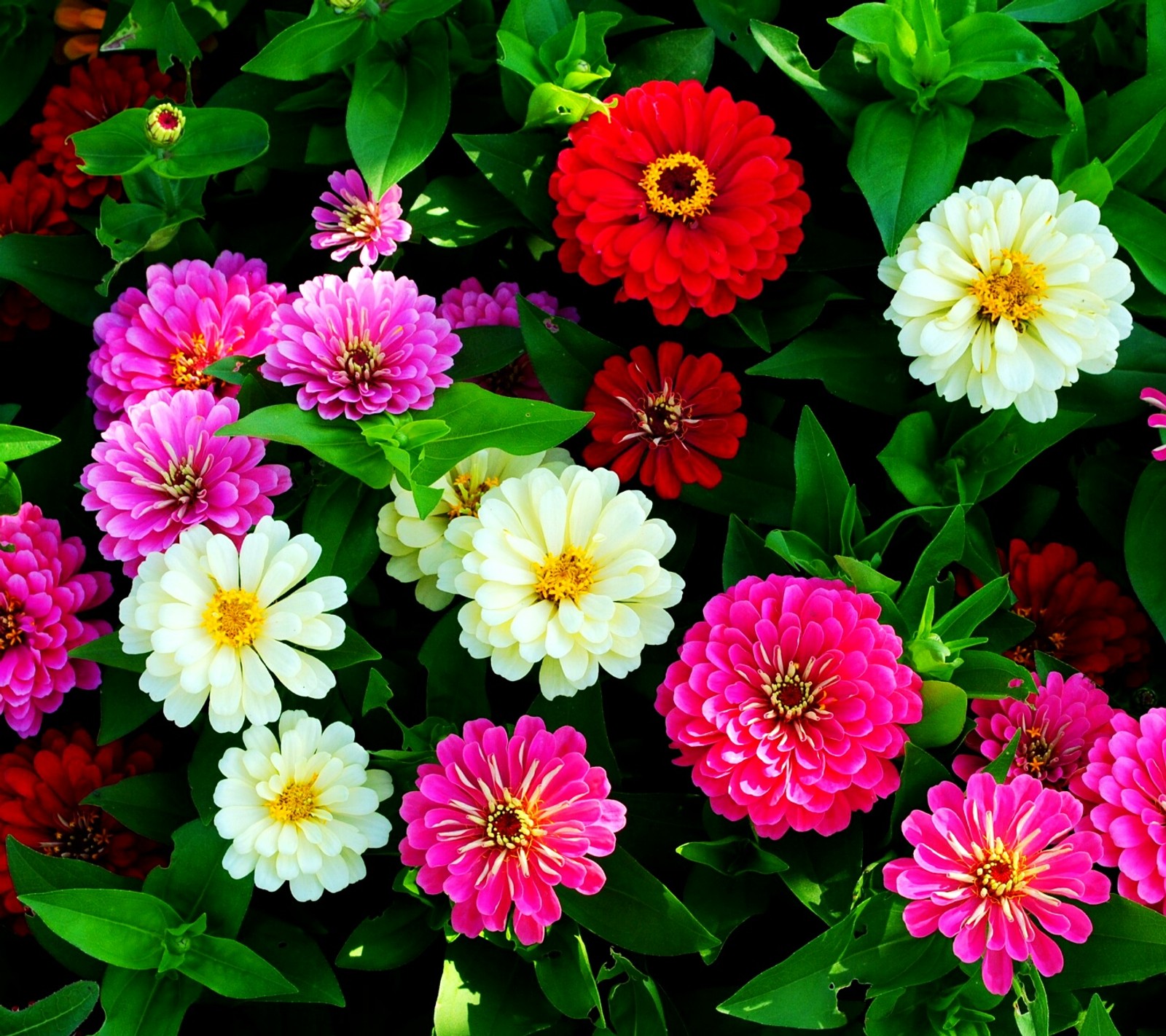 Un primer plano de un ramo de flores con hojas verdes (colorido, flores)