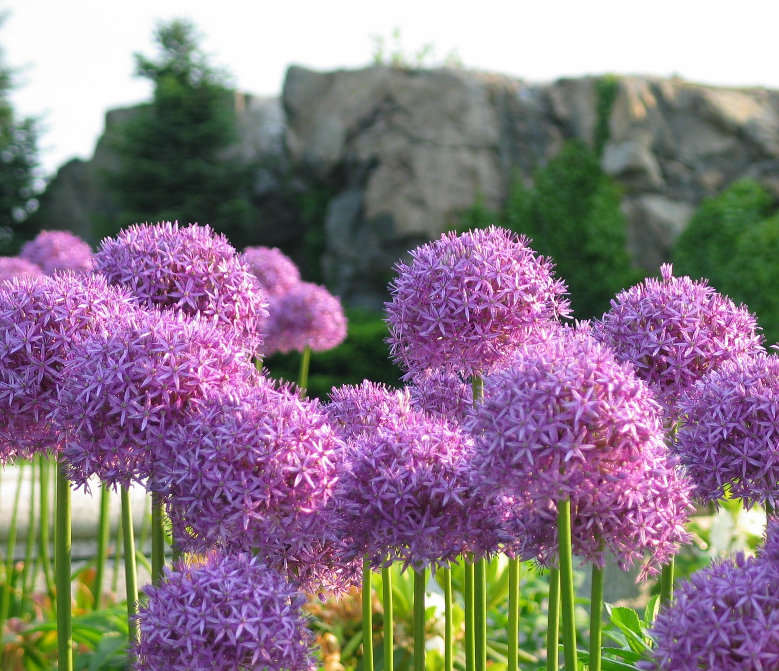 Flores roxas em um jardim com uma montanha ao fundo (flores, paisagem, natureza, templo)