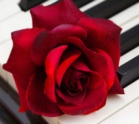 flowers, piano, red rose wallpaper