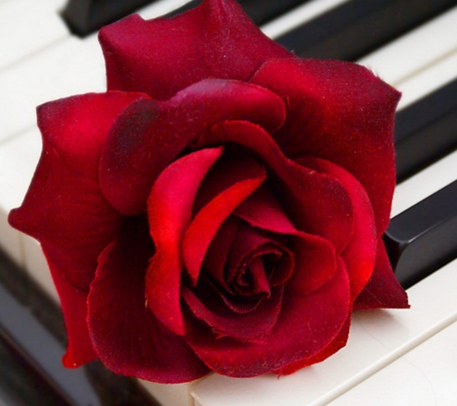 Hay una rosa roja sobre un teclado de piano (flores, piano, rosa roja)