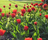 couleur, fleur, été, tulipe