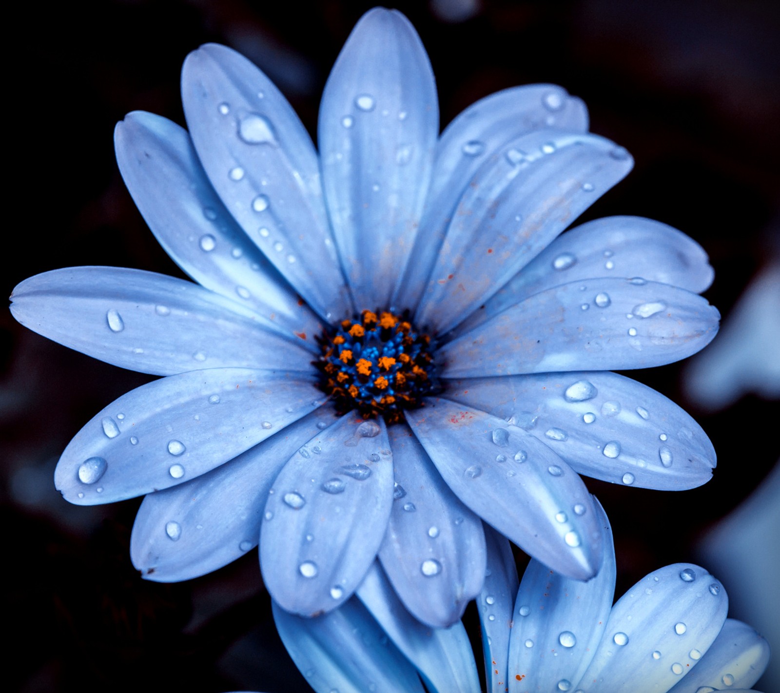 Um close de uma flor azul com gotas de água sobre ela (margarida, gotas)