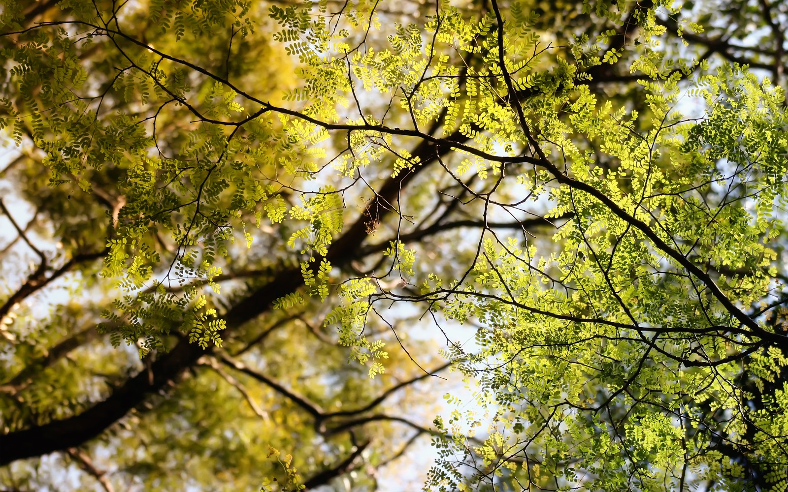 Un gros plan d'un arbre avec beaucoup de feuilles (branche, arbre, feuille, nature, plante ligneuse)