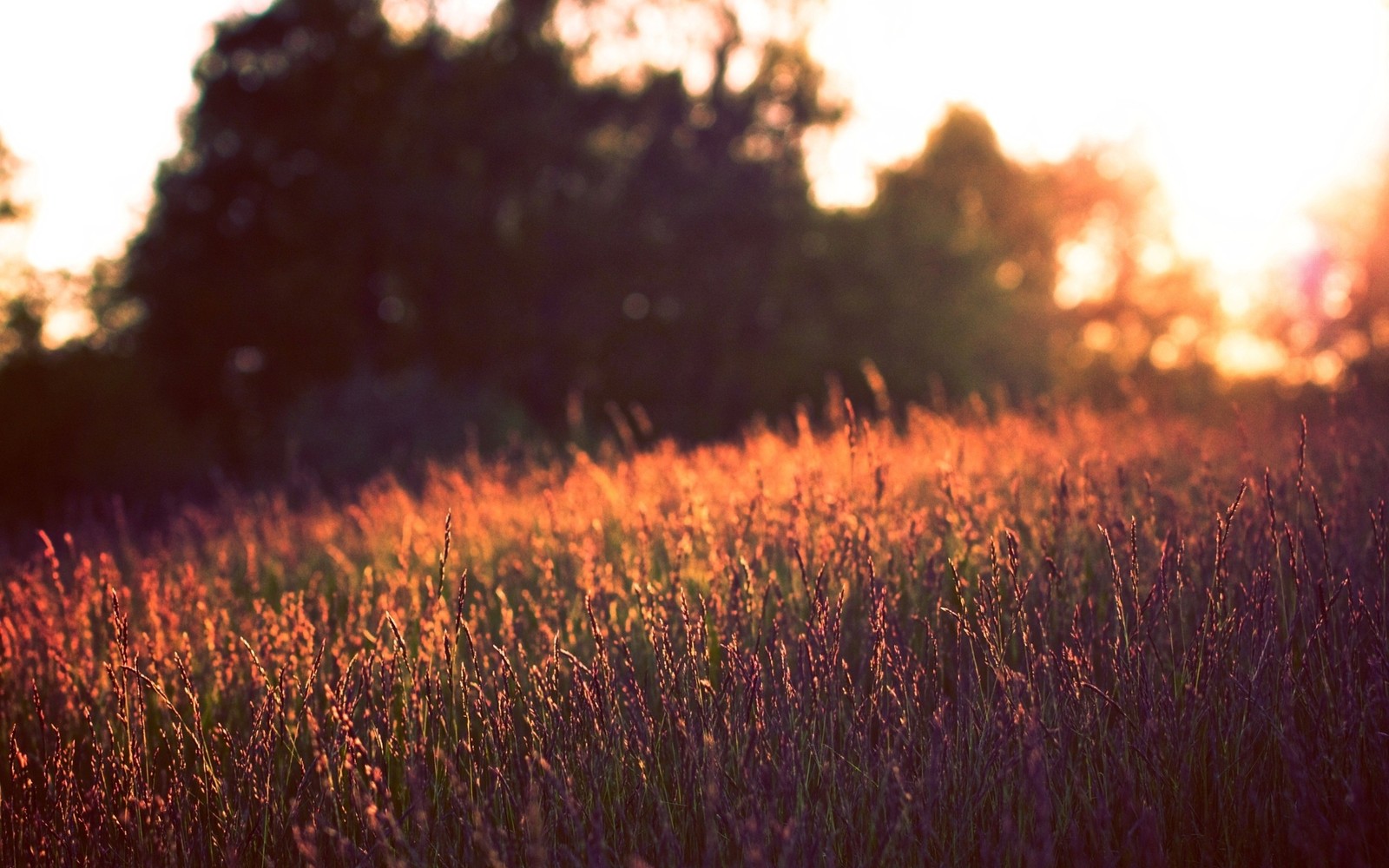 Arafed field of grass with trees in the background (sunset, grass, sunlight, morning, evening)