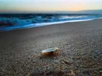 Concha en la playa de arena al atardecer