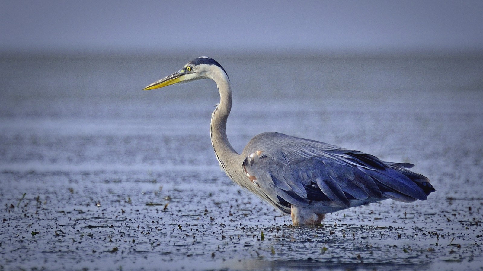 Arafed bird standing in shallow water with long neck and long legs (beak, water bird, bird, heron, pelecaniformes)