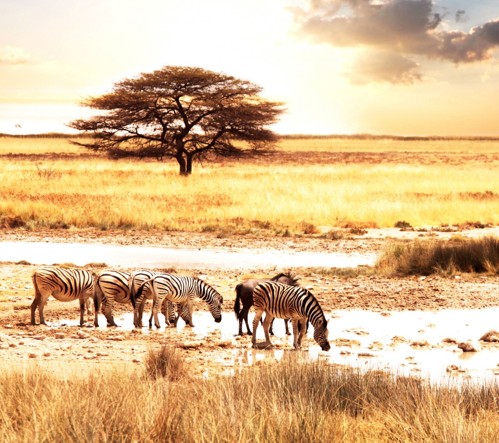 savanna, wildlife, terrestrial animal, zebra, grassland wallpaper