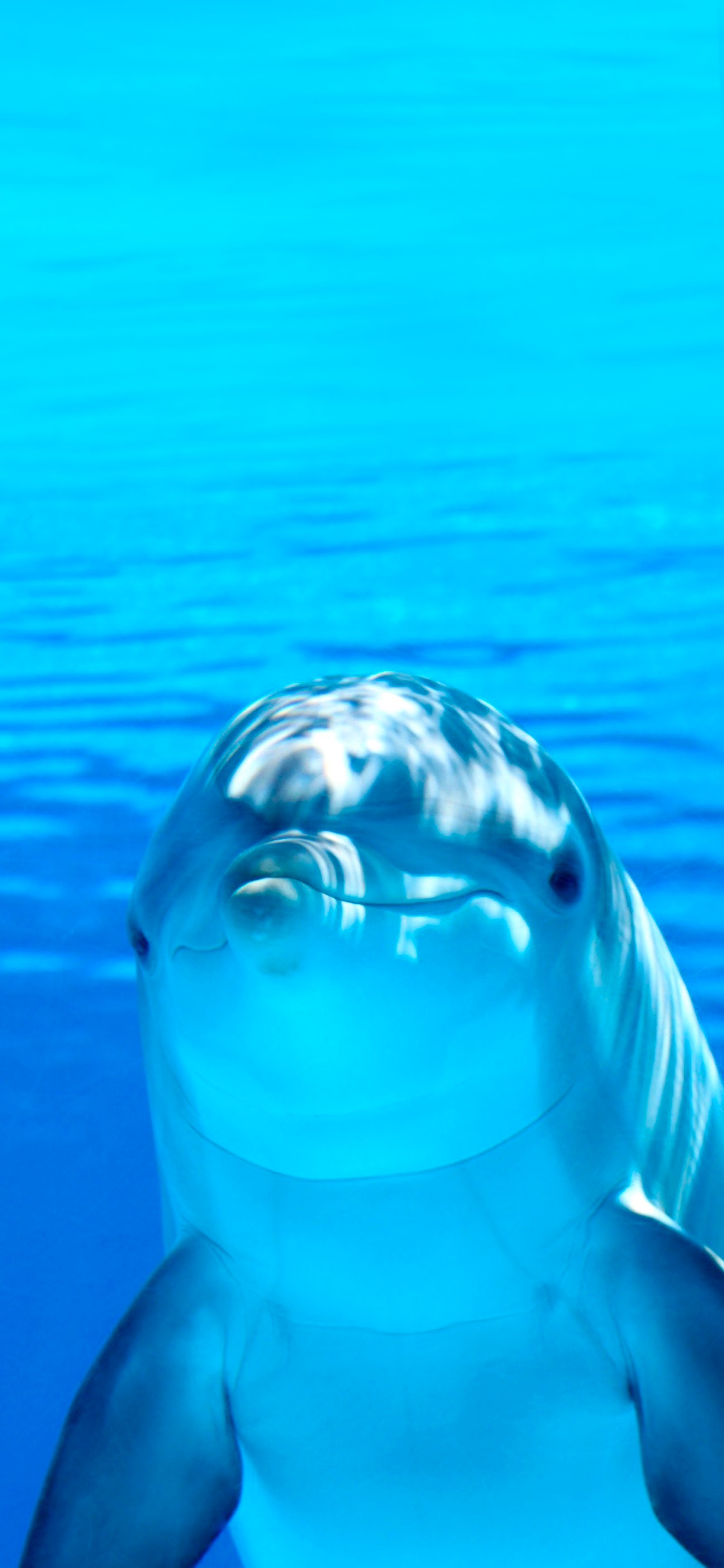 Dolphin with a smile on its face in the water (dolphin, body of water, underwater, liquid, nature)