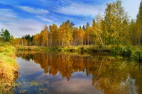 Осенние отражения в спокойном водно-болотном ландшафте