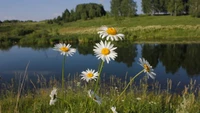 Wilde Gänseblümchen am ruhigen Flussufer