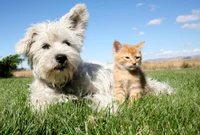 dog, cat, dog breed, west highland white terrier, grass wallpaper