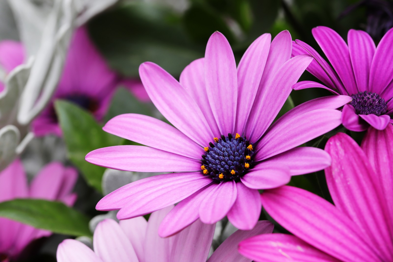 Des fleurs violettes avec des feuilles vertes dans un vase sur une table (fleurs de marguerite, fleurs violettes, fleurs roses, bokeh, jardin)