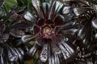 Striking Black Succulent with Raindrops: A Study in Nature's Symmetry