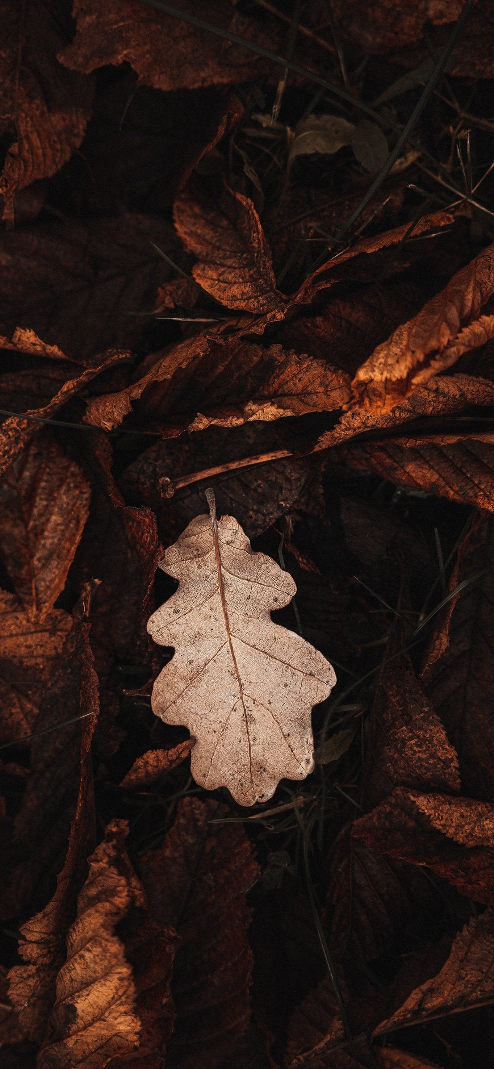 Arafed leaf on the ground in the middle of the woods (leaf, brown, plant, twig, wood)